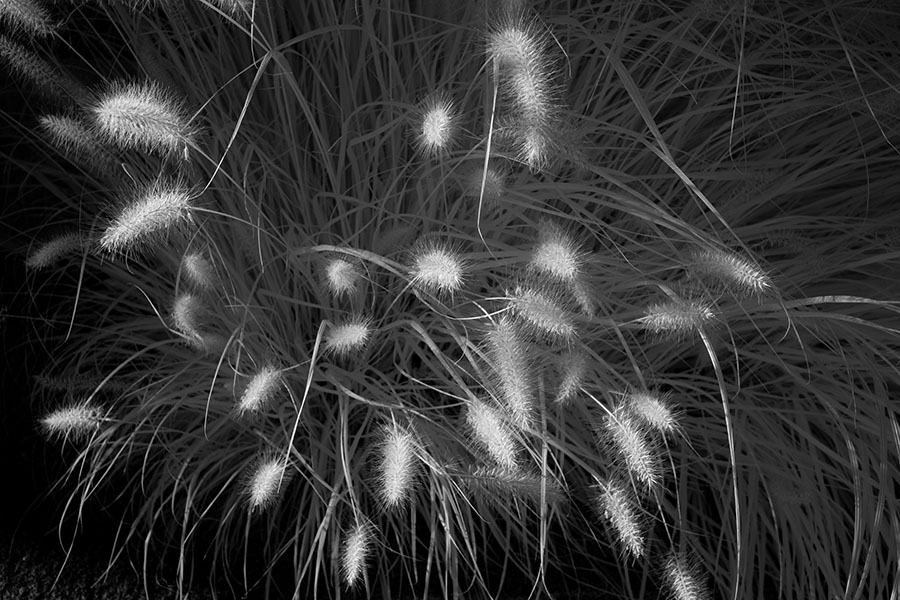 Infrared Photo of Highlighted Grassy Shrub Heads